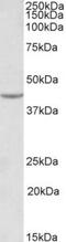 VEGF antibody, TA311162, Origene, Western Blot image 