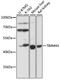 Translocase Of Inner Mitochondrial Membrane 44 antibody, 16-946, ProSci, Western Blot image 