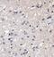 Small EDRK-Rich Factor 1B antibody, PA5-72971, Invitrogen Antibodies, Immunohistochemistry frozen image 