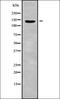 RAPH1 antibody, orb338602, Biorbyt, Western Blot image 