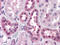 Forkhead Box E3 antibody, orb318781, Biorbyt, Immunohistochemistry paraffin image 