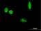 Isthmin 2 antibody, H00145501-B01P, Novus Biologicals, Immunocytochemistry image 