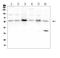 SMAD2 antibody, A00090-1, Boster Biological Technology, Western Blot image 