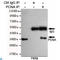 PCNA antibody, LS-C813074, Lifespan Biosciences, Immunoprecipitation image 