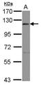 Eukaryotic Translation Initiation Factor 3 Subunit C antibody, NBP2-14945, Novus Biologicals, Western Blot image 