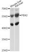 PBX Homeobox 2 antibody, abx126327, Abbexa, Western Blot image 