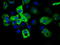 Imp2 antibody, TA501275, Origene, Immunofluorescence image 