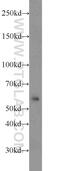 Zinc finger protein RFP antibody, 12205-1-AP, Proteintech Group, Western Blot image 