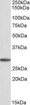 Proteasome subunit alpha type-4 antibody, STJ72341, St John