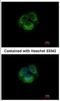 Short transient receptor potential channel 6 antibody, NBP2-20737, Novus Biologicals, Immunofluorescence image 