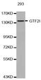 SPIN antibody, LS-C331030, Lifespan Biosciences, Western Blot image 