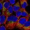 HMP antibody, HPA036164, Atlas Antibodies, Immunofluorescence image 