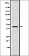 Arylsulfatase Family Member J antibody, orb338025, Biorbyt, Western Blot image 