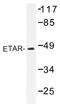Endothelin Receptor Type A antibody, AP01426PU-N, Origene, Western Blot image 