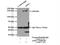 Aldehyde oxidase antibody, 19495-1-AP, Proteintech Group, Immunoprecipitation image 