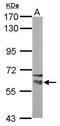 Nuclear Receptor Binding Protein 1 antibody, PA5-30542, Invitrogen Antibodies, Western Blot image 