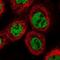 Proline Rich Mitotic Checkpoint Control Factor antibody, NBP1-87152, Novus Biologicals, Immunofluorescence image 