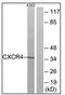 C-X-C Motif Chemokine Receptor 4 antibody, AP31880PU-N, Origene, Western Blot image 