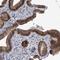 Pyridoxal Kinase antibody, HPA030197, Atlas Antibodies, Immunohistochemistry frozen image 