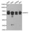 BAI1 Associated Protein 2 antibody, abx004080, Abbexa, Western Blot image 