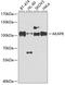 A-Kinase Anchoring Protein 8 antibody, 16-909, ProSci, Western Blot image 