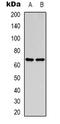 Protein enabled homolog antibody, orb338897, Biorbyt, Western Blot image 