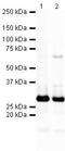 Synaptosome Associated Protein 25 antibody, PA5-19701, Invitrogen Antibodies, Western Blot image 