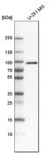 RAD50-interacting protein 1 antibody, HPA019875, Atlas Antibodies, Western Blot image 