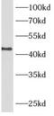 Alcohol Dehydrogenase 7 (Class IV), Mu Or Sigma Polypeptide antibody, FNab00166, FineTest, Western Blot image 