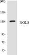 Nucleolar Protein 8 antibody, LS-C200275, Lifespan Biosciences, Western Blot image 