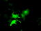 Eukaryotic translation initiation factor 2 subunit 1 antibody, TA501401, Origene, Immunofluorescence image 