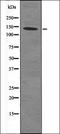 Insulin Like Growth Factor 2 Receptor antibody, orb335736, Biorbyt, Western Blot image 