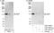 Microtubule Associated Protein 7 antibody, A301-490A, Bethyl Labs, Immunoprecipitation image 