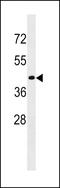 Cell surface glycoprotein CD200 receptor 2 antibody, LS-C159304, Lifespan Biosciences, Western Blot image 