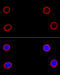 Lamin B1 antibody, 16-711, ProSci, Immunofluorescence image 