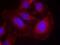 Phospholipase C Gamma 1 antibody, 79-506, ProSci, Immunofluorescence image 