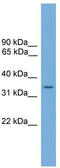 Probable UDP-sugar transporter protein SLC35A4 antibody, TA333556, Origene, Western Blot image 