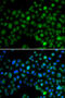 NFIL3 antibody, 15-329, ProSci, Immunofluorescence image 