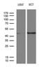 Serpin Family B Member 8 antibody, MA5-27314, Invitrogen Antibodies, Western Blot image 