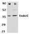 Endonuclease G, mitochondrial antibody, ADI-905-220-100, Enzo Life Sciences, Western Blot image 