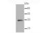  antibody, NBP2-66897, Novus Biologicals, Western Blot image 