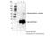 Beclin 1 antibody, 54101S, Cell Signaling Technology, Immunoprecipitation image 