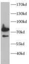 Moesin antibody, FNab10109, FineTest, Western Blot image 