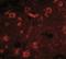 SLIT And NTRK Like Family Member 6 antibody, NBP1-76876, Novus Biologicals, Immunocytochemistry image 