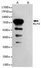 Kruppel Like Factor 4 antibody, TA346988, Origene, Western Blot image 