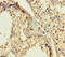 Claudin 12 antibody, A62278-100, Epigentek, Immunohistochemistry paraffin image 