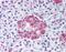 Protein Wnt-10a antibody, MBS396014, MyBioSource, Immunohistochemistry paraffin image 