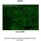 proBDNF antibody, ARP41970_P050, Aviva Systems Biology, Immunohistochemistry frozen image 