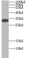 Oligodendrocyte Transcription Factor 2 antibody, FNab05986, FineTest, Western Blot image 