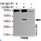 Cyclin-H antibody, LS-C812936, Lifespan Biosciences, Immunoprecipitation image 
